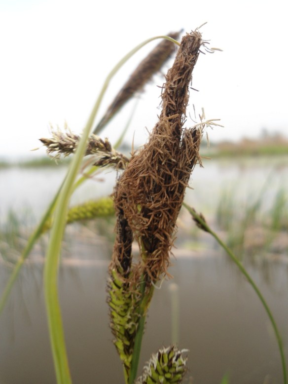 Oeverzegge - Carex riparia (Greater Pond-sedge)