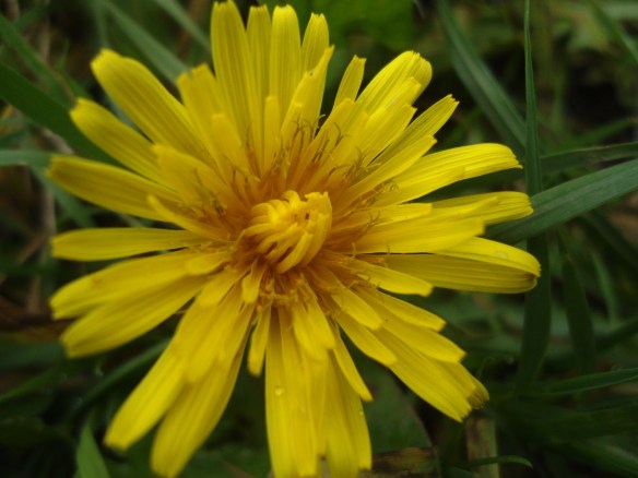 Paardenbloem