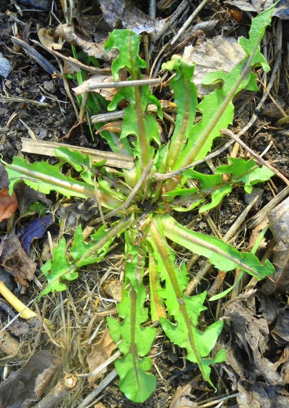 Paardenbloem Taraxacum officinale