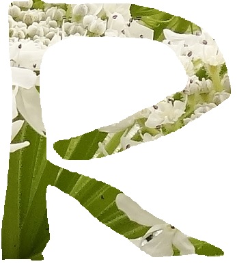 R1