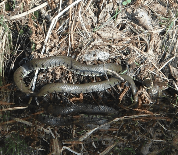 Ringslang Natrix natrix en Bruine kikker Rana temporaria