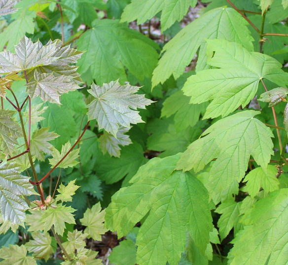 Verschil Noorse esdoorn en Gewone esdoorn Acer pseudoplatanus 20150505 - kopie