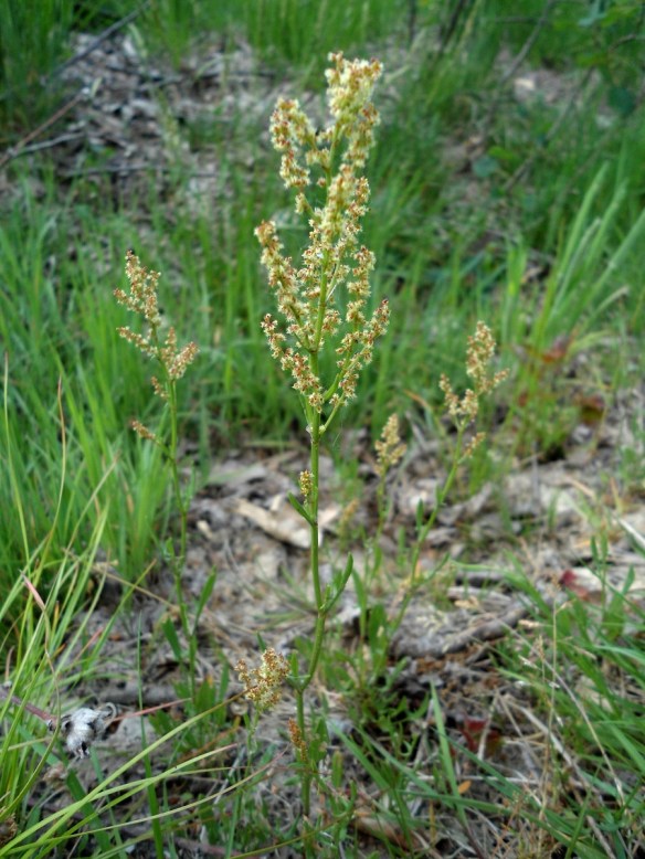 Schapenzuring Rumex acetosella