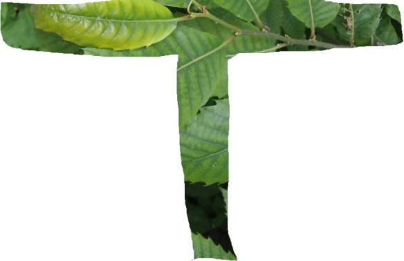 T1