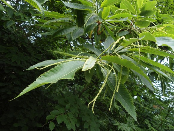 Tamme kastanje Castanea sativa 