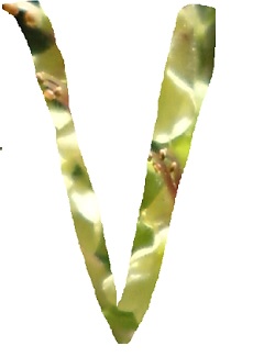 V1