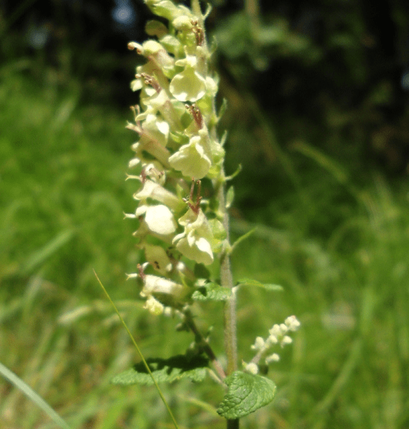 Valse salie Teucrium scorodonia