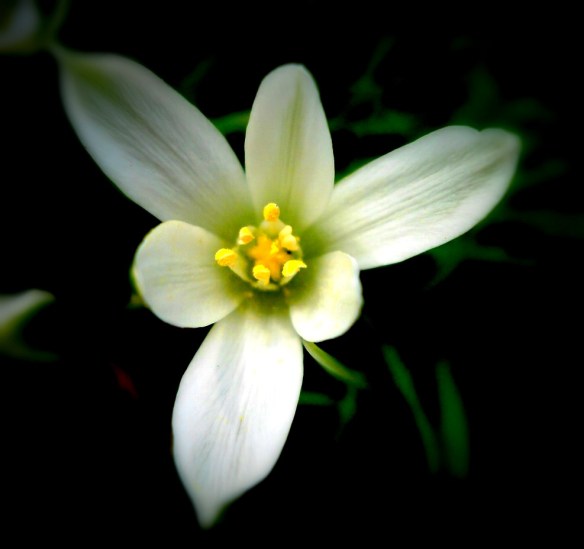 Gewone vogelmelk  Ornithogalum umbellatum