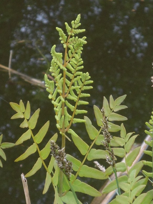 Koningsvaren Osmunda regalis