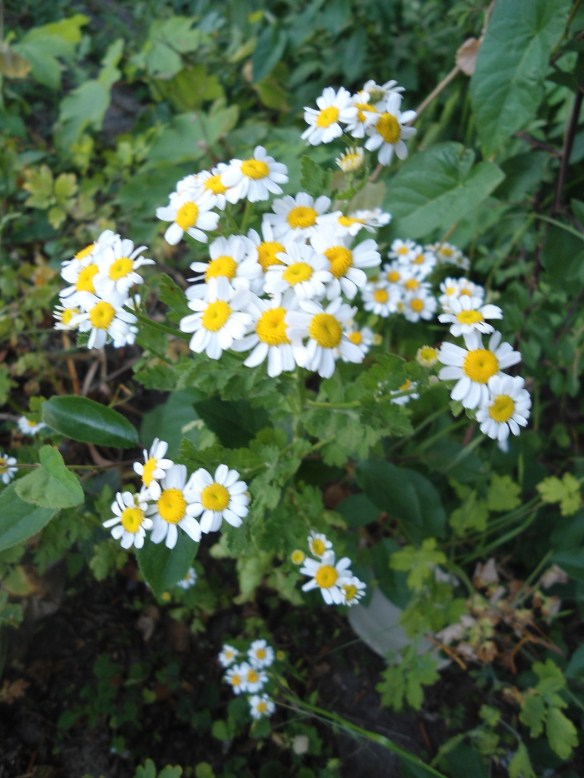 Moederkruid Tanacetum parthenium