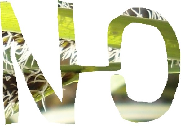 NO1
