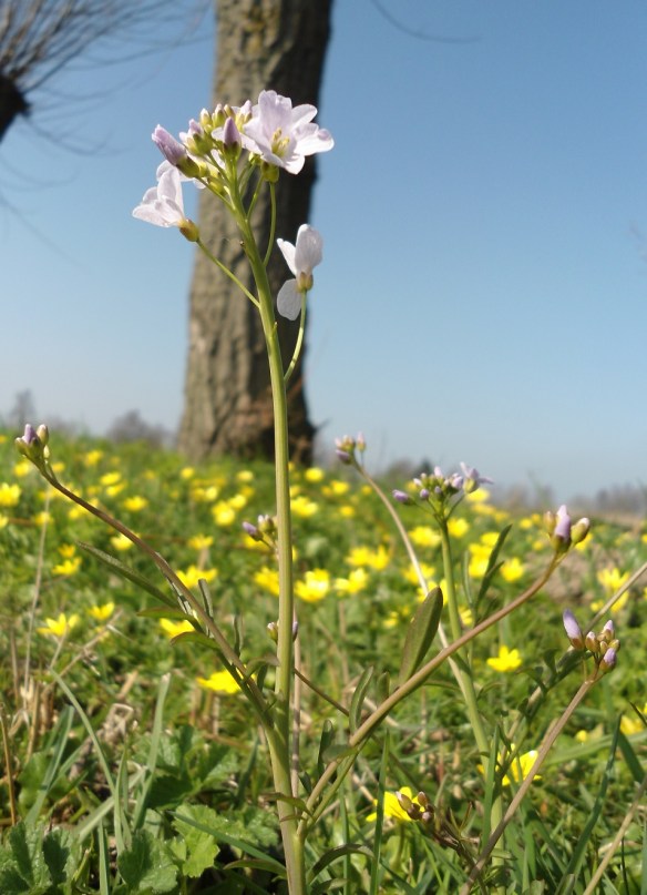 Pinksterbloem Cardamine pratense
