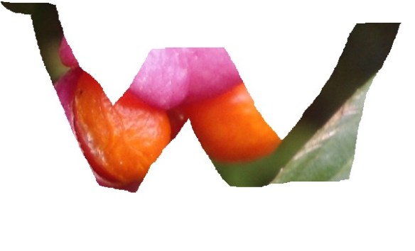 w11