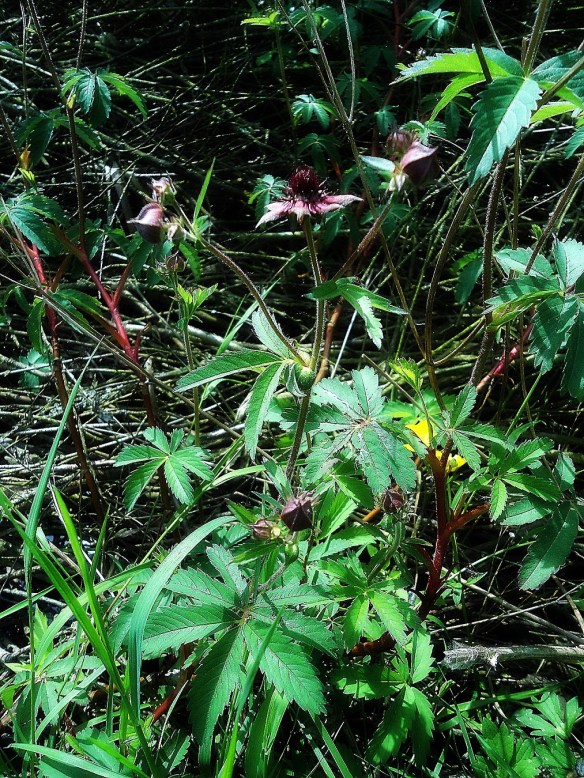 Wateraardbei Comarum palustre