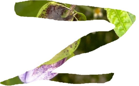 z1