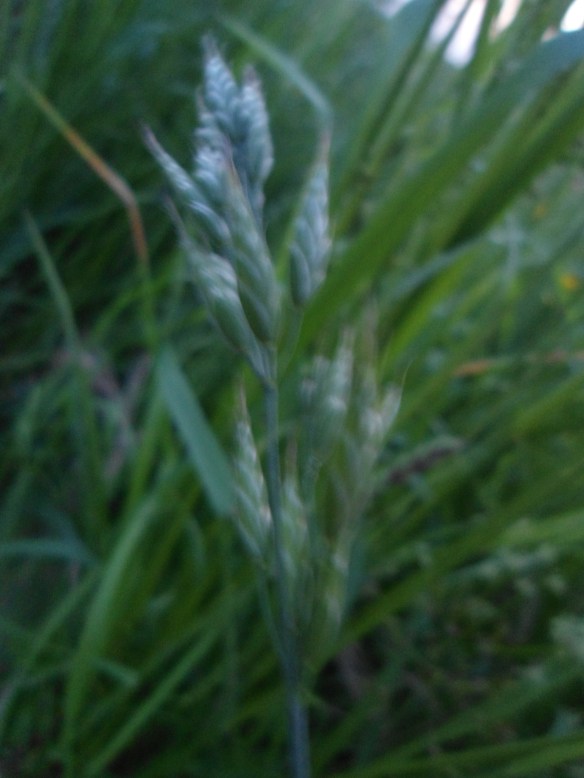 Zachte dravik Bromus hordeaceus