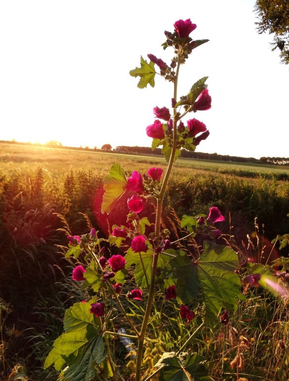 Groot kaasjeskruid Malva sylvestris