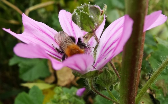 Groot kaasjeskruid Malva sylvestris