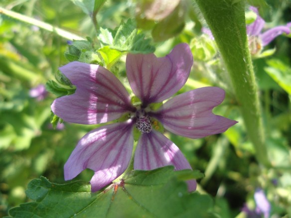 Groot kaasjeskruid Malva sylvestris