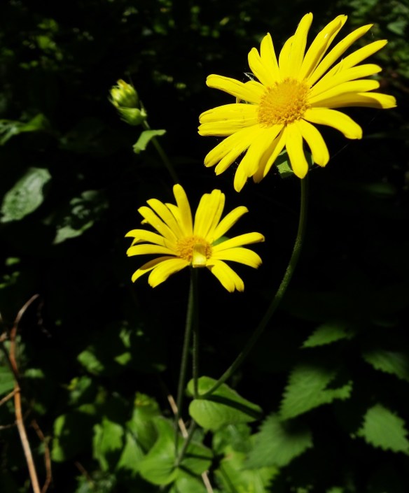 Hartbladzonnebloem Doronicum pardalianches