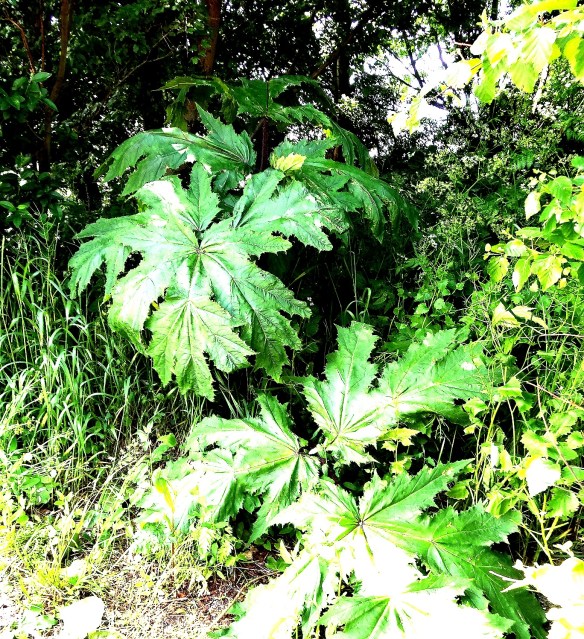 Reuzenberenklauw - Heracleum mantegazzianum (Giant Hogweed): Blad/Leaf 