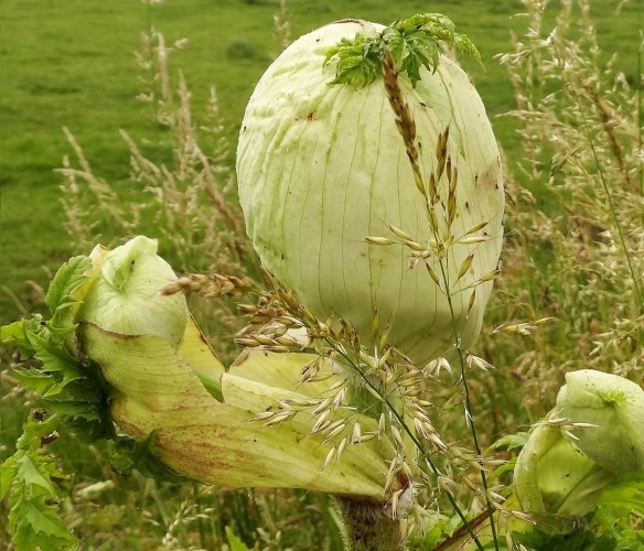 Reuzenberenklauw: Bloemknop