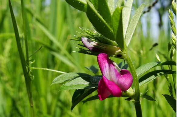 Donkere vlekjes Smalle wikke Vicia sativa 