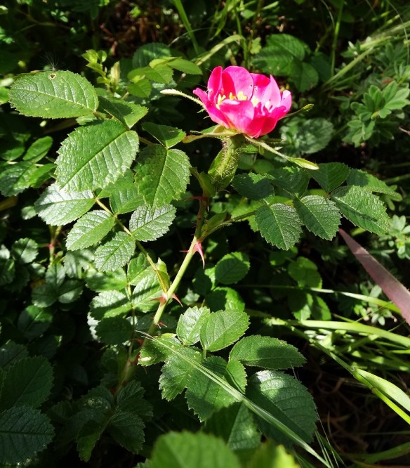 Egelantier Rosa rubiginosa