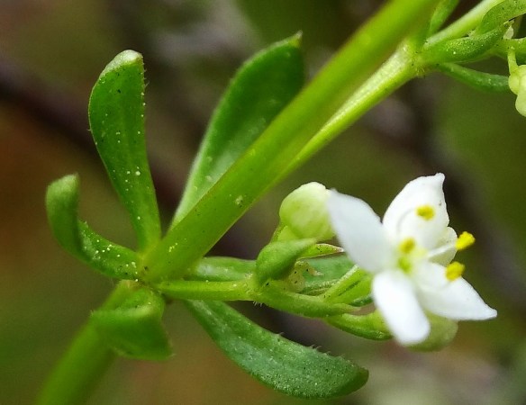 Liggend walstro Galium saxatile