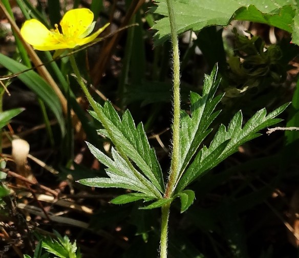 Tormentil Potentilla erecta