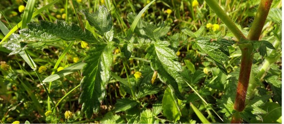 Gewone agrimonie – Agrimonia eupatoria (Agrimony / Churchsteeples) Blad/Leaf