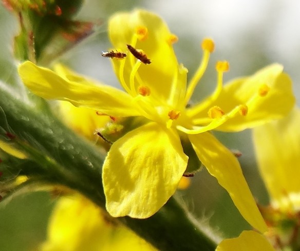 Gewone agrimonie – Agrimonia eupatoria (Agrimony / Churchsteeples) 