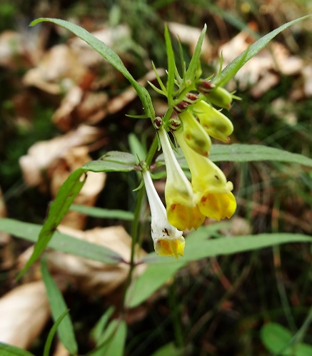Hengel Melampyrum pratense