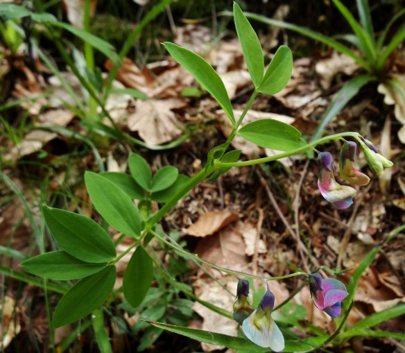 Knollathyrus - Lathyrus linifolius / Lathyrus montanus (Bitter Vetchling)