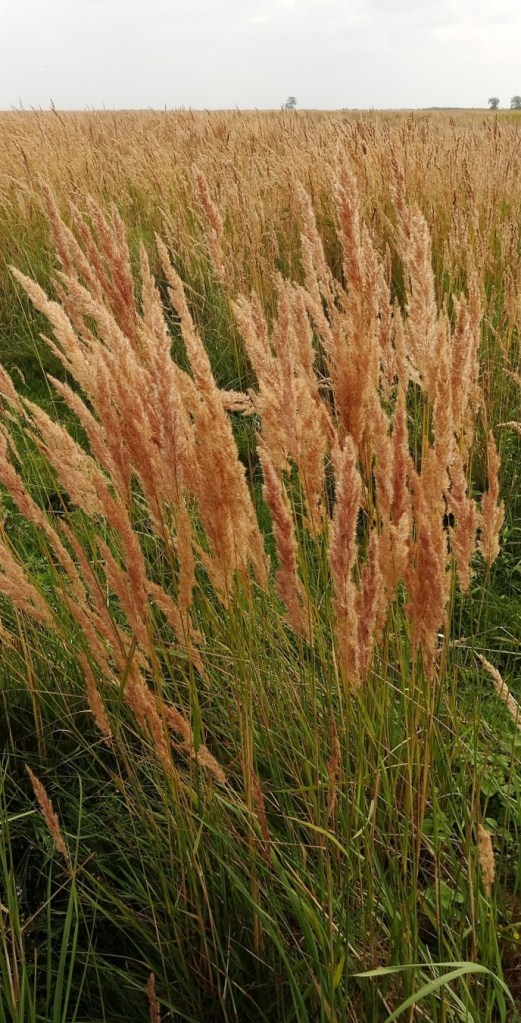 Duinriet Calamagrostis epigejos