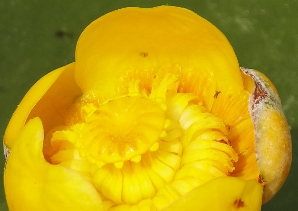Gele plomp Nuphar lutea
