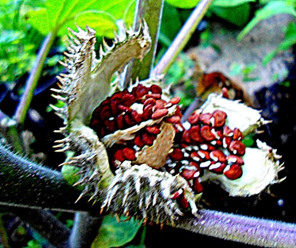 Zaadjes van Doornappel - Datura stramonium (Jimson weed)