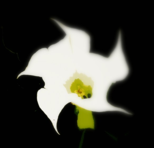 Doornappel - Datura stramonium (Jimson weed)