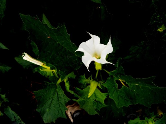 Doornappel - Datura stramonium (Jimson weed)