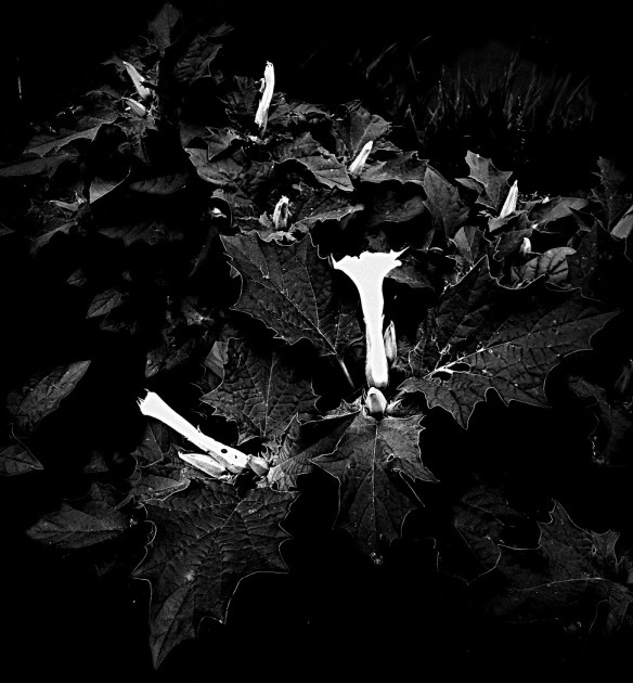 Doornappel - Datura stramonium (Jimson weed)