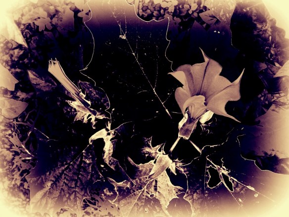 doornappel Datura stramonium3 klein