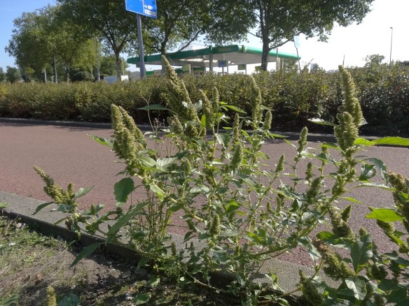 Papegaaienkruid Amaranthus retroflexus