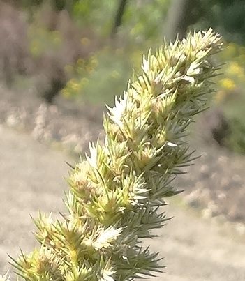 Papegaaienkruid Amaranthus retroflexus