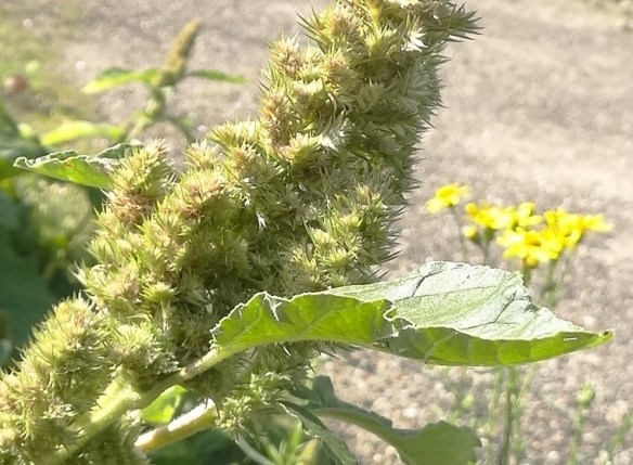 Papegaaienkruid Amaranthus retroflexus