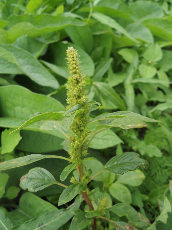Papegaaienkruid Amaranthus retroflexus