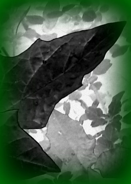 Doornappel - Datura stramonium (Jimson weed)