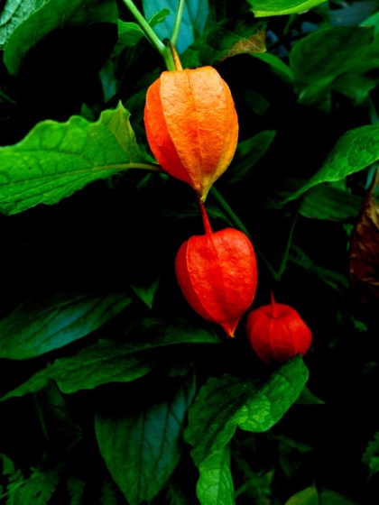 Echte lampionplant Physalis alkekengi