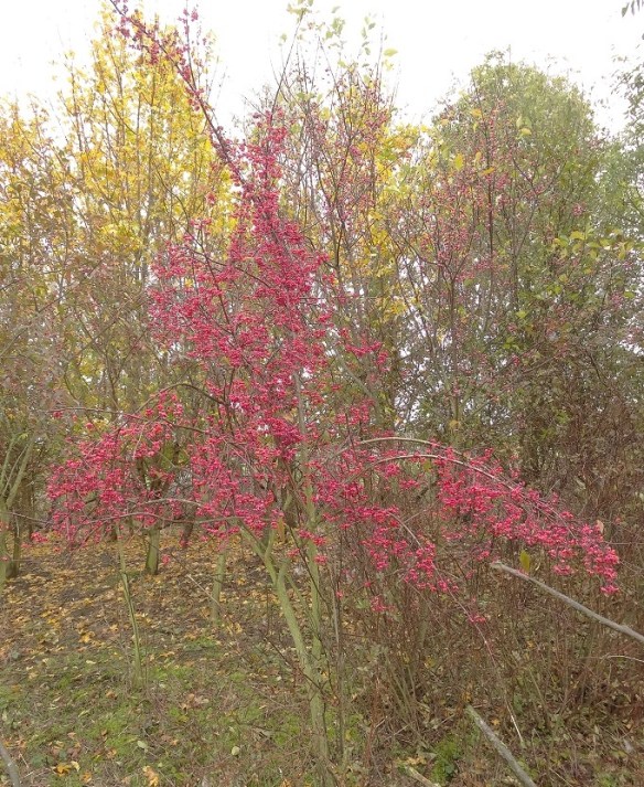 Wilde kardinaalsmuts Euonymus euopaeus