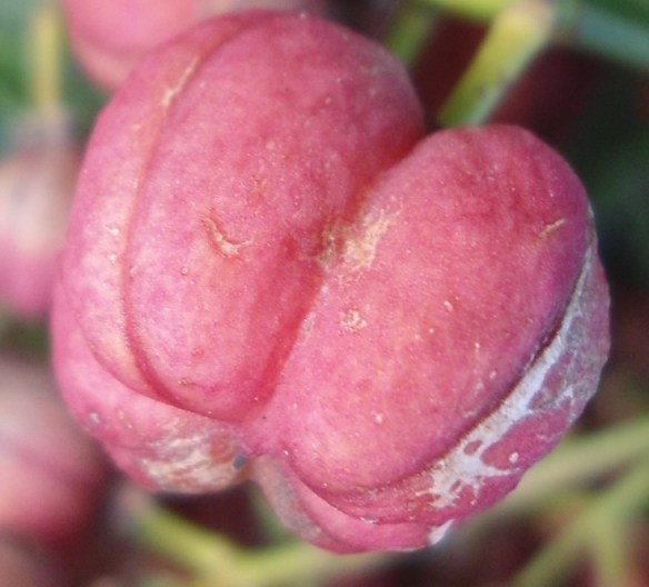Wilde kardinaalsmuts  Euonymus europaeus muts