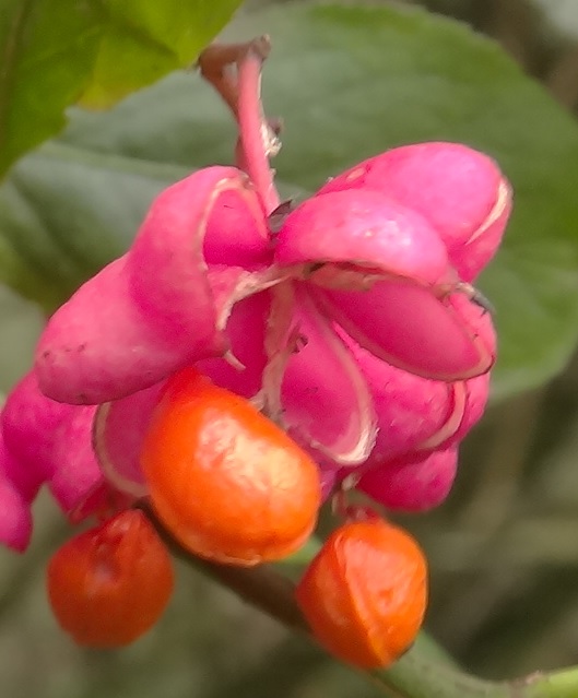Wilde kardinaalsmuts  Euonymus europaeus poppenspeler
